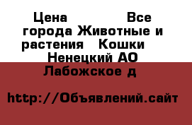 Zolton › Цена ­ 30 000 - Все города Животные и растения » Кошки   . Ненецкий АО,Лабожское д.